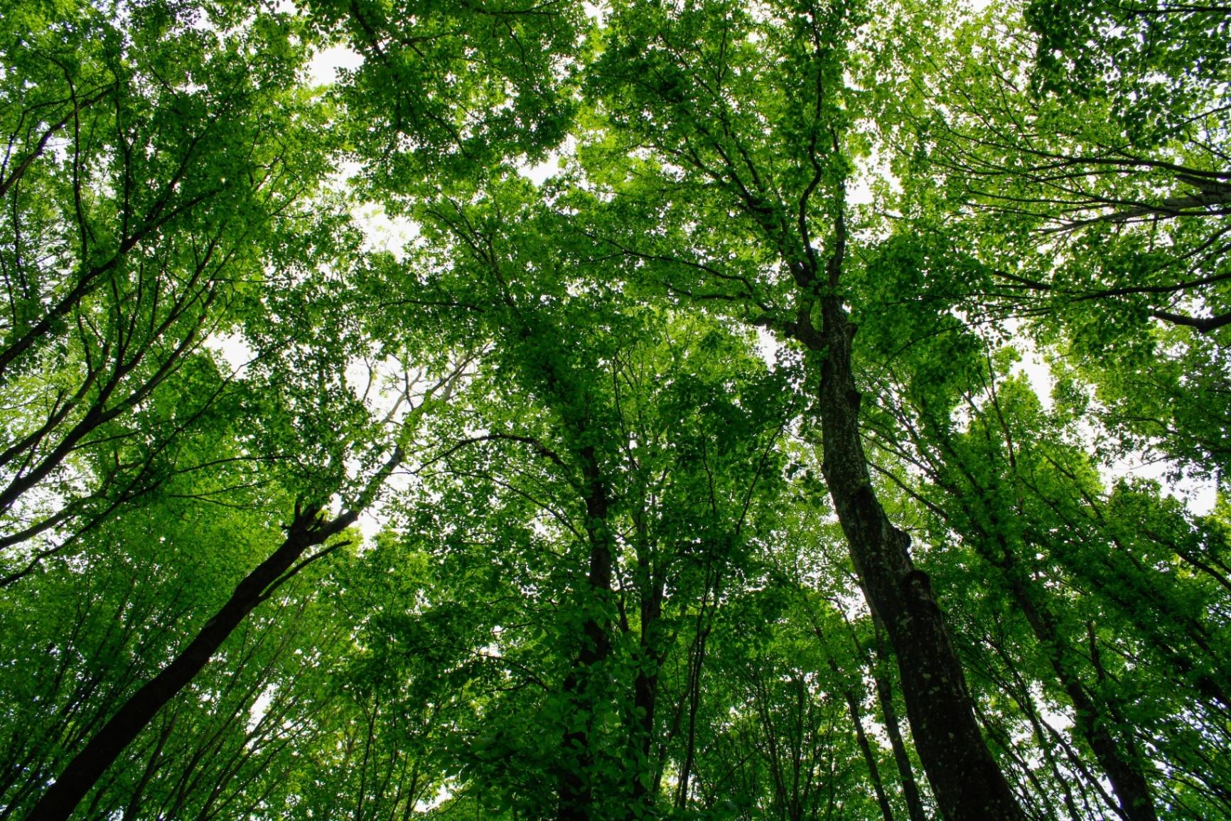 Carbon Credits & Renewable Energy Certificates in Kenya: Regulation, Ownership, Bankability & Deal Structuring